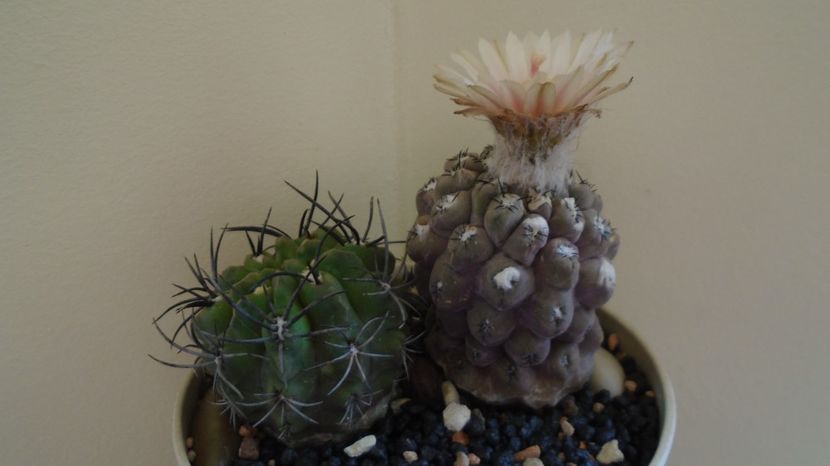  - Cactusi 2022 bis