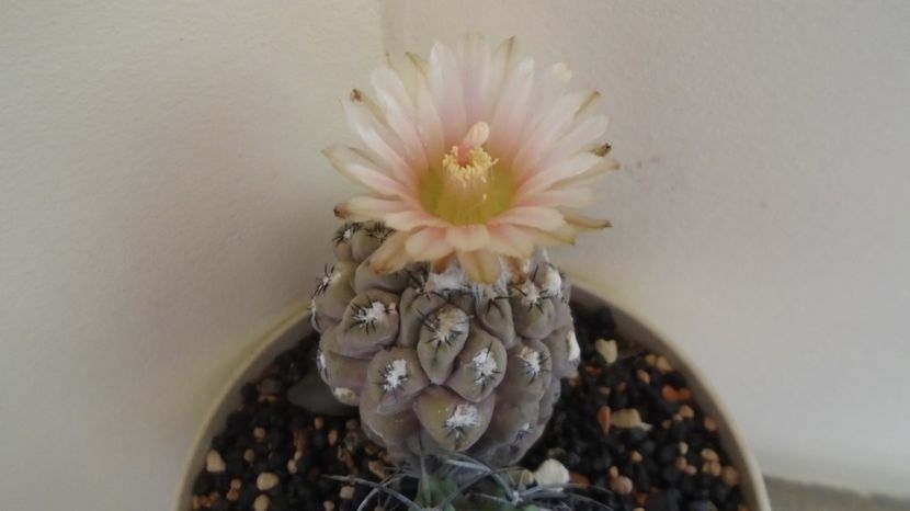  - Cactusi 2022 bis