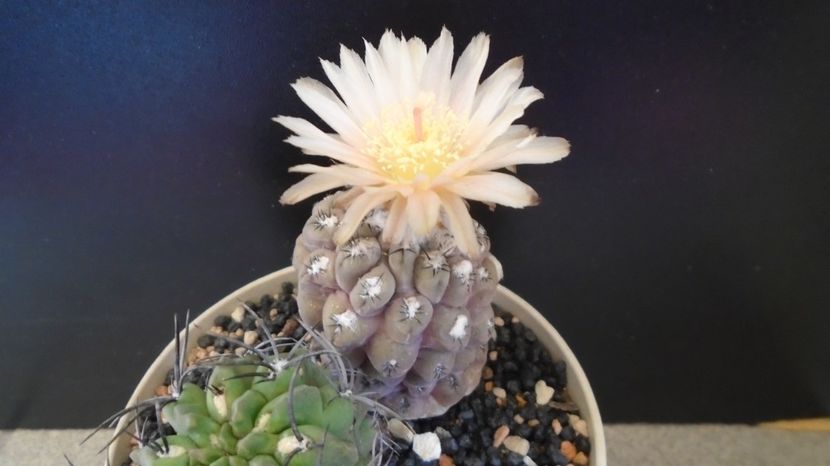  - Cactusi 2022 bis
