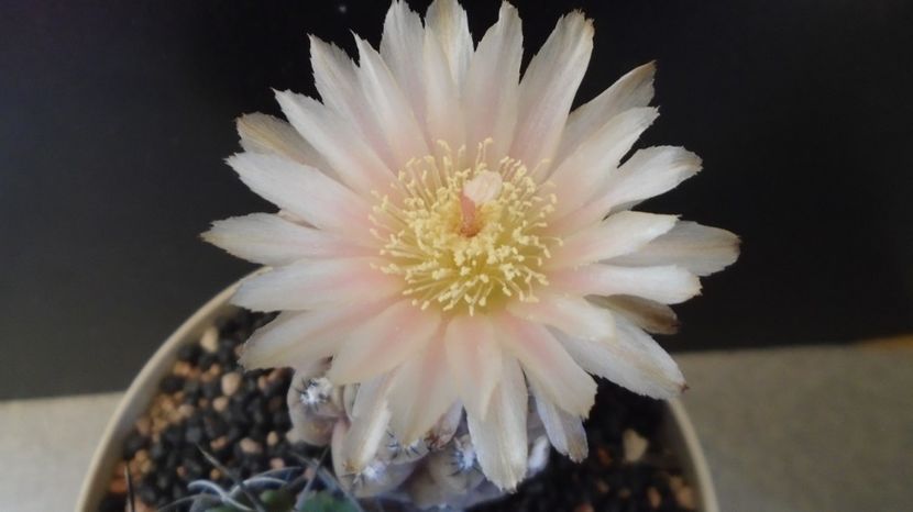 - Cactusi 2022 bis