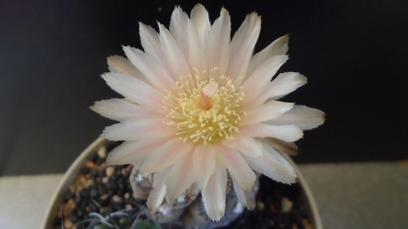  - Cactusi 2022 bis