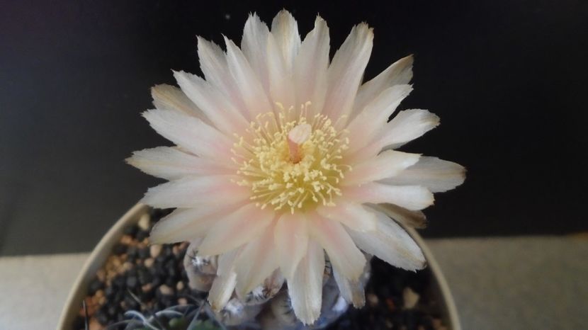  - Cactusi 2022 bis