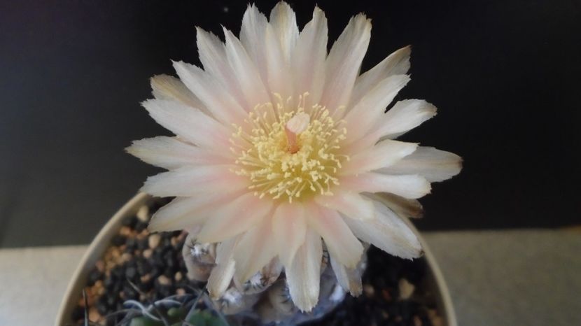  - Cactusi 2022 bis