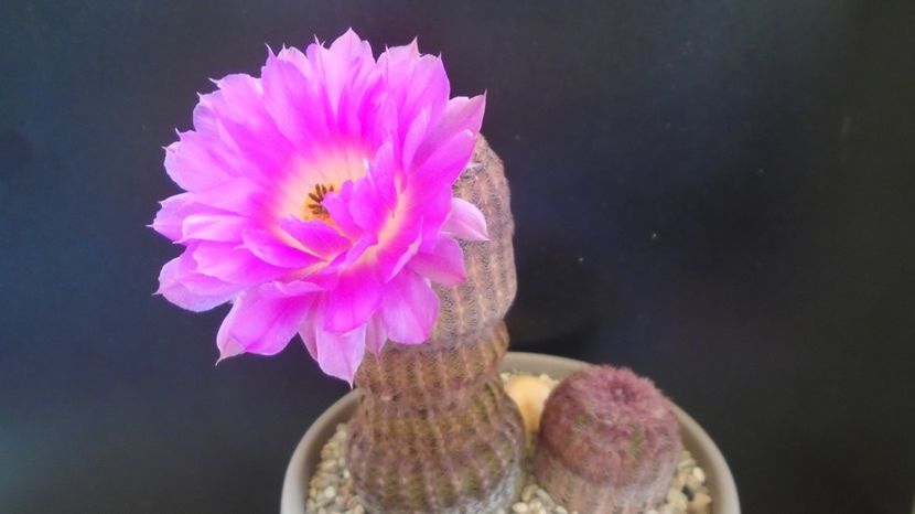  - Cactusi 2022 bis