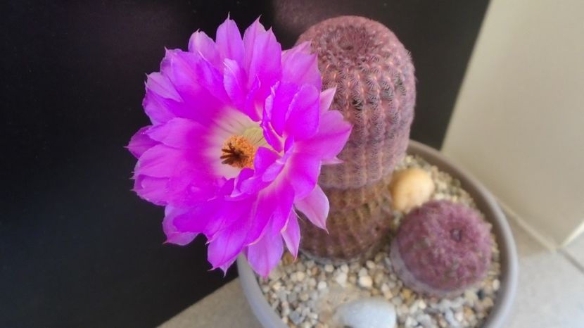  - Cactusi 2022 bis