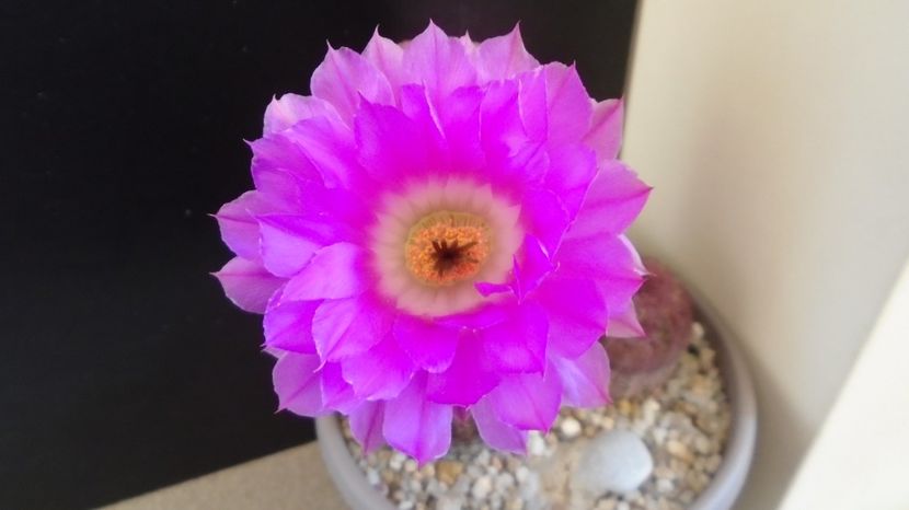  - Cactusi 2022 bis