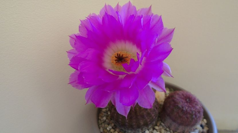  - Cactusi 2022 bis