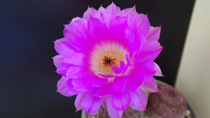  - Cactusi 2022 bis