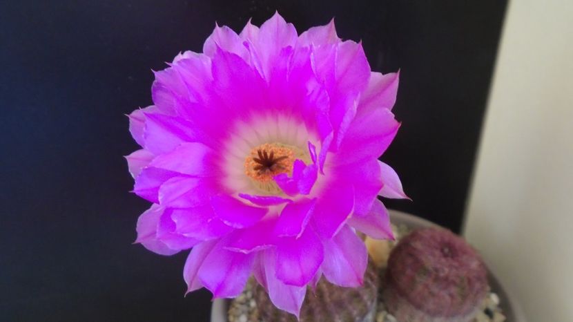  - Cactusi 2022 bis