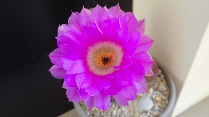  - Cactusi 2022 bis