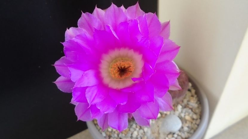  - Cactusi 2022 bis
