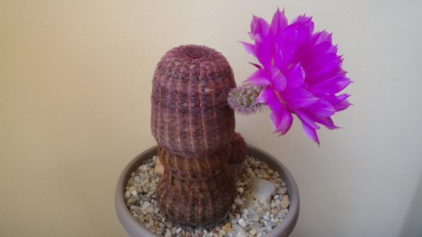  - Cactusi 2022 bis
