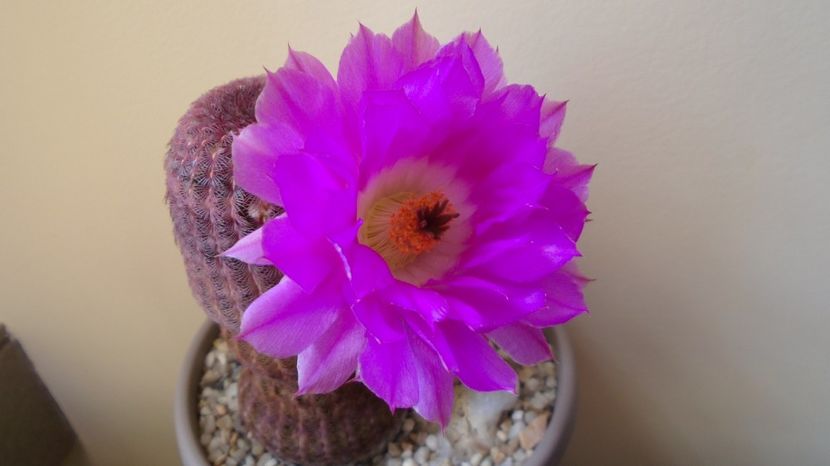  - Cactusi 2022 bis
