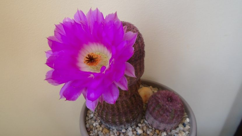  - Cactusi 2022 bis