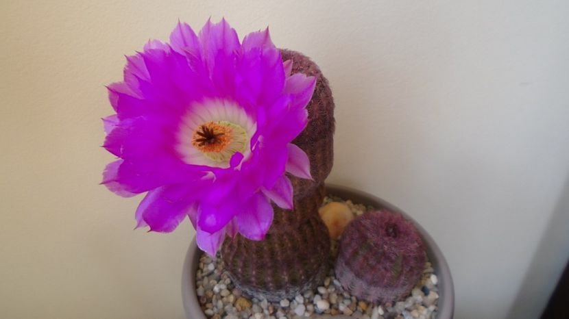  - Cactusi 2022 bis