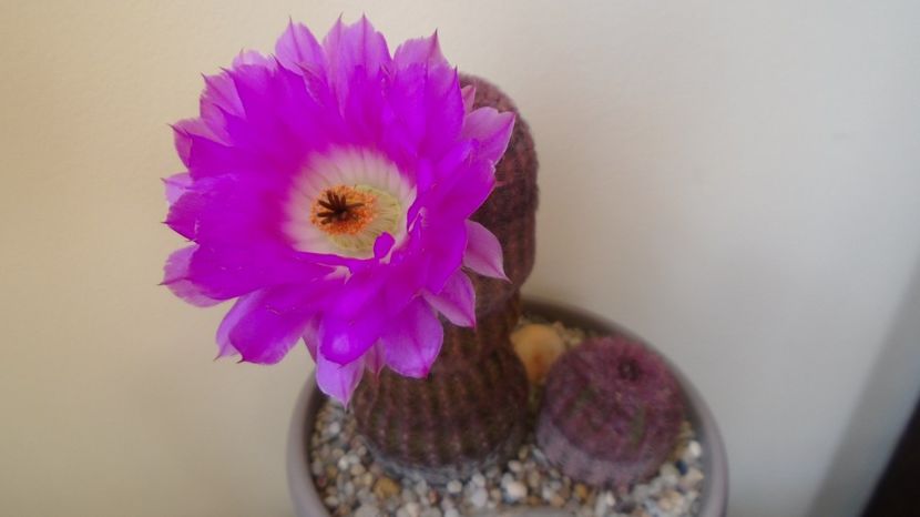  - Cactusi 2022 bis
