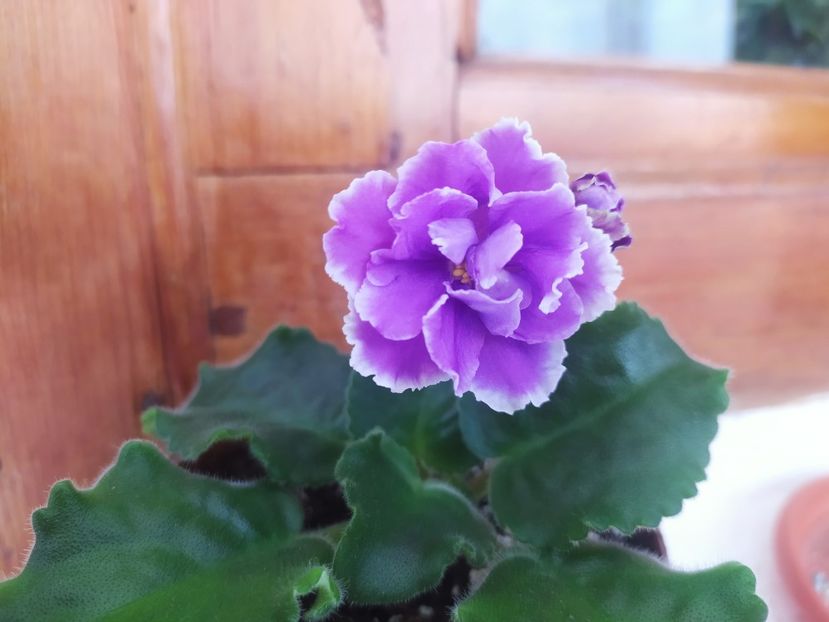 27 iunie 2022 - Midnight Cloud