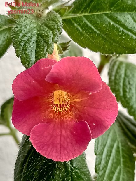 2022.06.27 - A-Achimenes BriDs