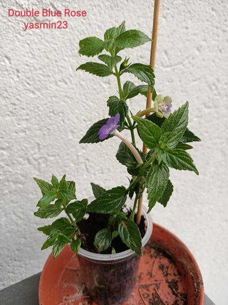 27.06.2022 - Double Blue Rose 2