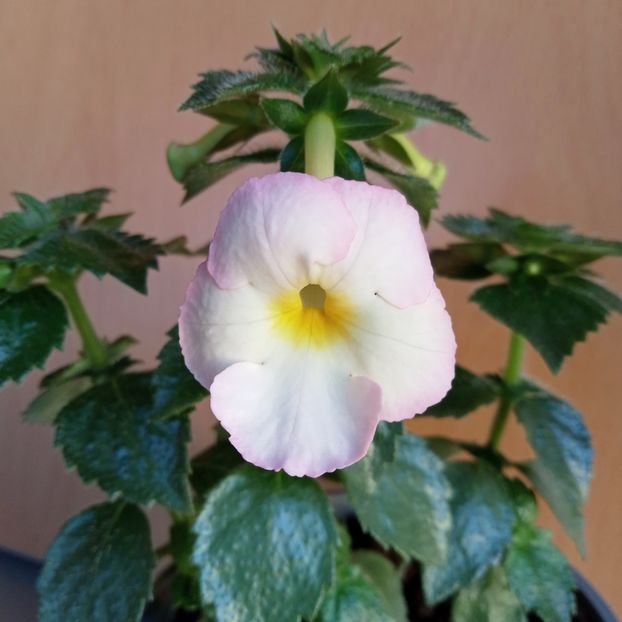 Blushing Beauty - 0 - 2022