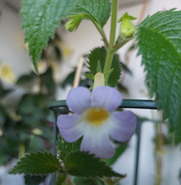 RFs Blue Moon - AAA Achimenes 2022