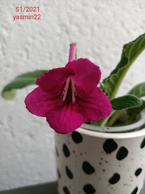 27.06.2022 - Streptocarpus 2022