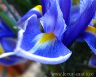 floare-iris-poze-flori