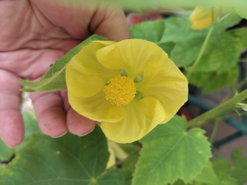  - ABUTILON
