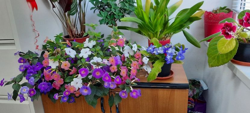 ❤️❤️❤️ - 13 Achimenes 2022