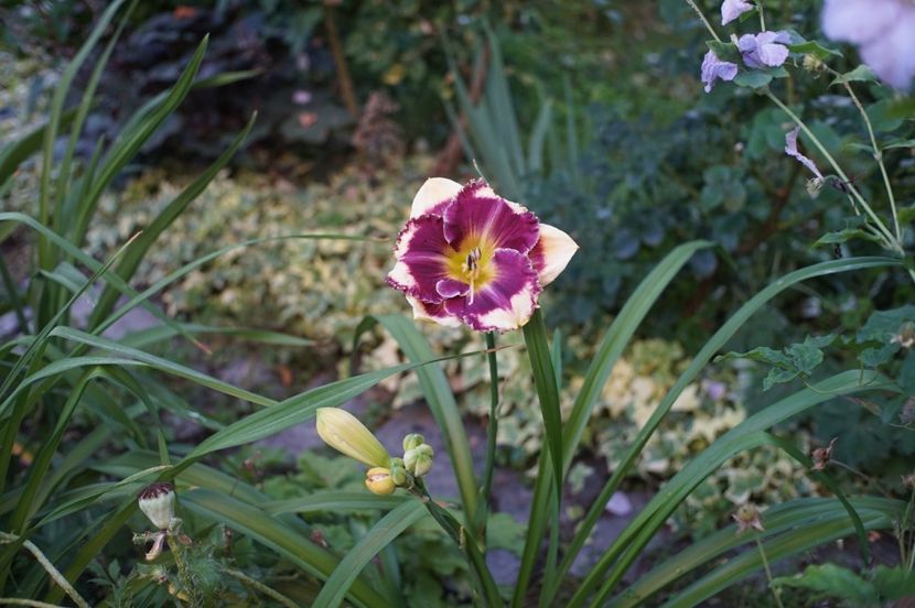 Answering Angels - Hemerocallis 2020- 2021- 2022