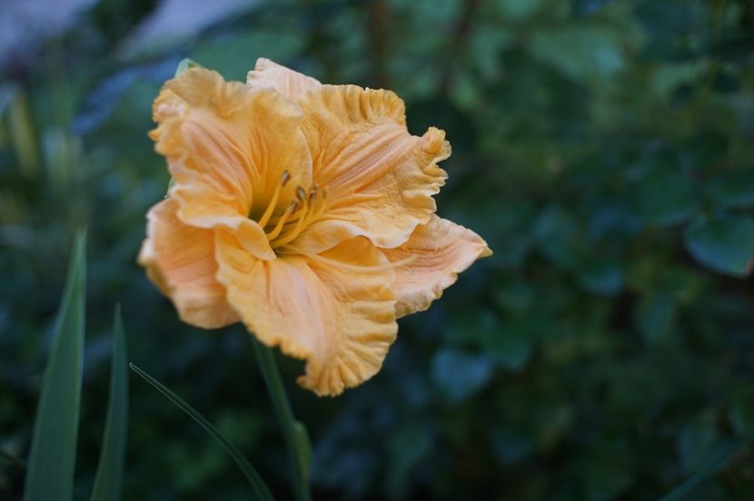 Golden Hibiscus - Hemerocallis 2020- 2021- 2022
