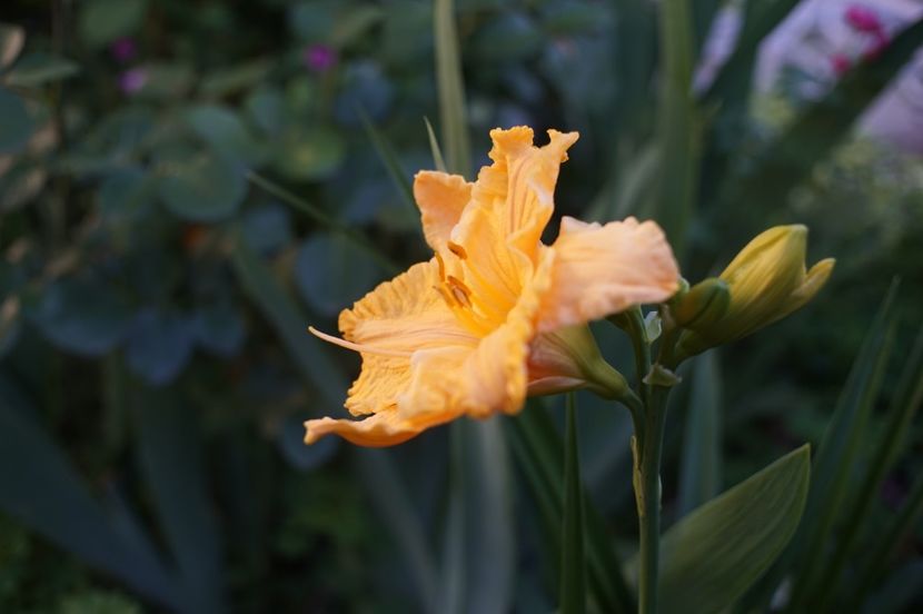  - Hemerocallis 2020- 2021- 2022