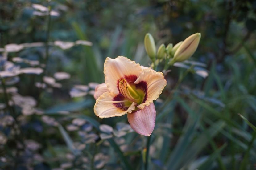  - Hemerocallis 2020- 2021- 2022