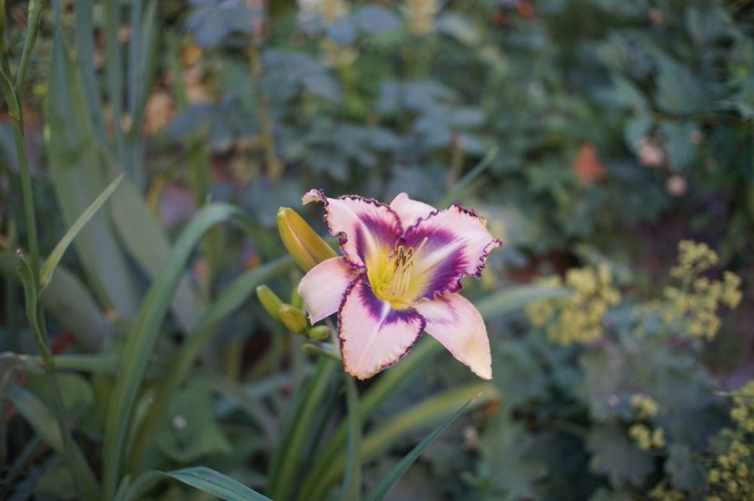  - Hemerocallis 2020- 2021- 2022