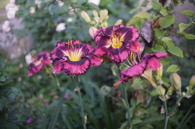  - Hemerocallis 2020- 2021- 2022