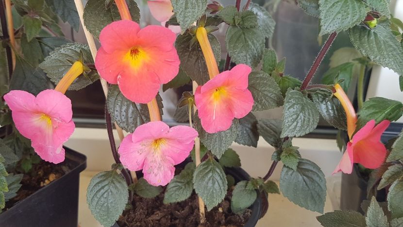  - Peach Cascade p