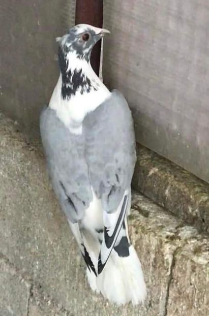  - Nu îmi aparțin 4