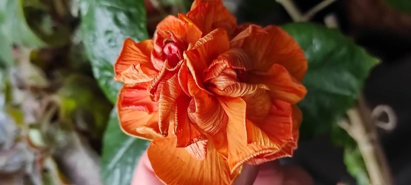 9 - Hibiscus din seminte 2020-2021