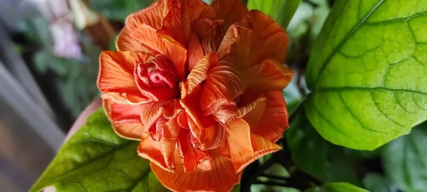  - Hibiscus din seminte 2020-2021