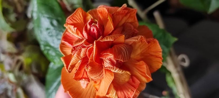 289779959_520271696559027_96923953865163863_n (1) - Hibiscus din seminte 2020-2021