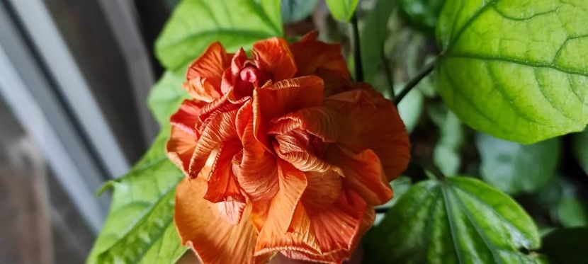 - Hibiscus din seminte 2020-2021