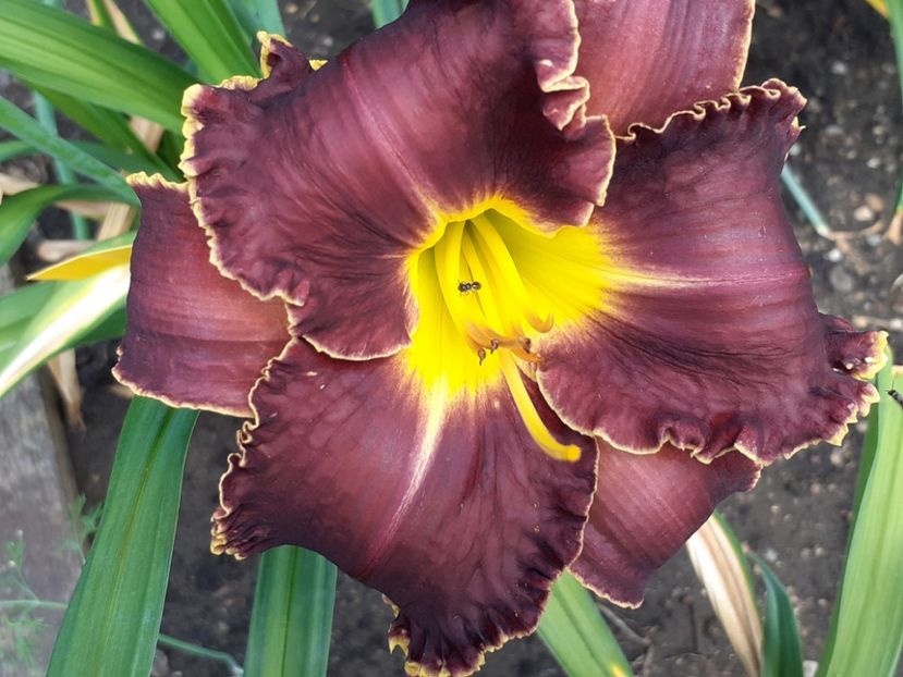  - Victorian Garden Star Bright