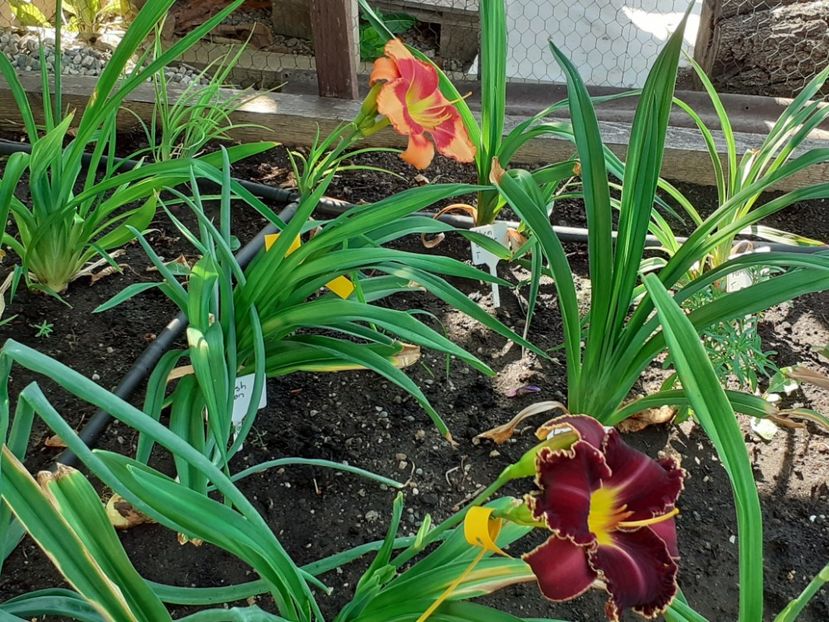  - Victorian Garden Star Bright