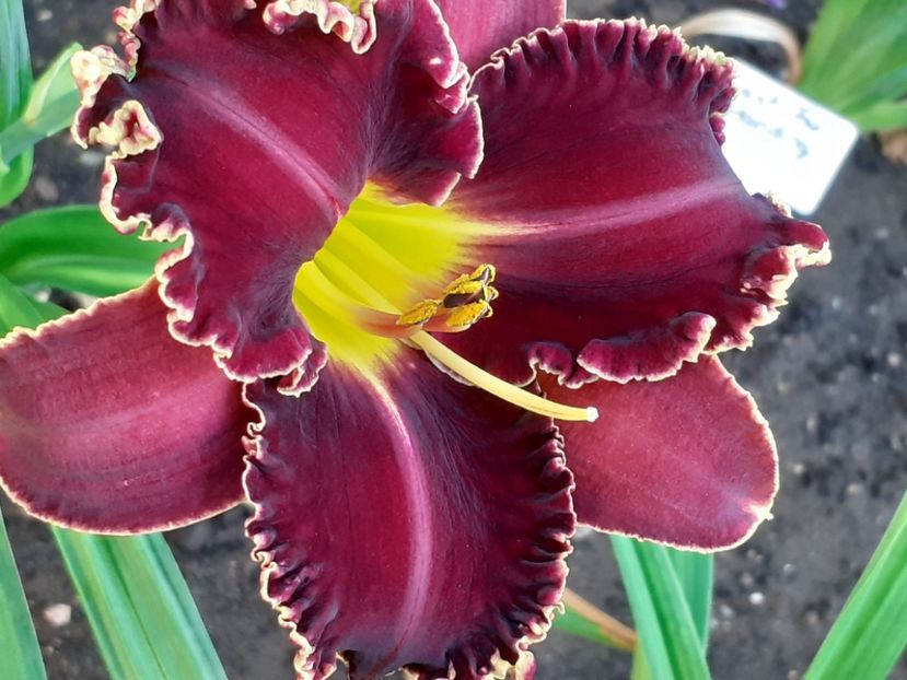  - Victorian Garden Star Bright