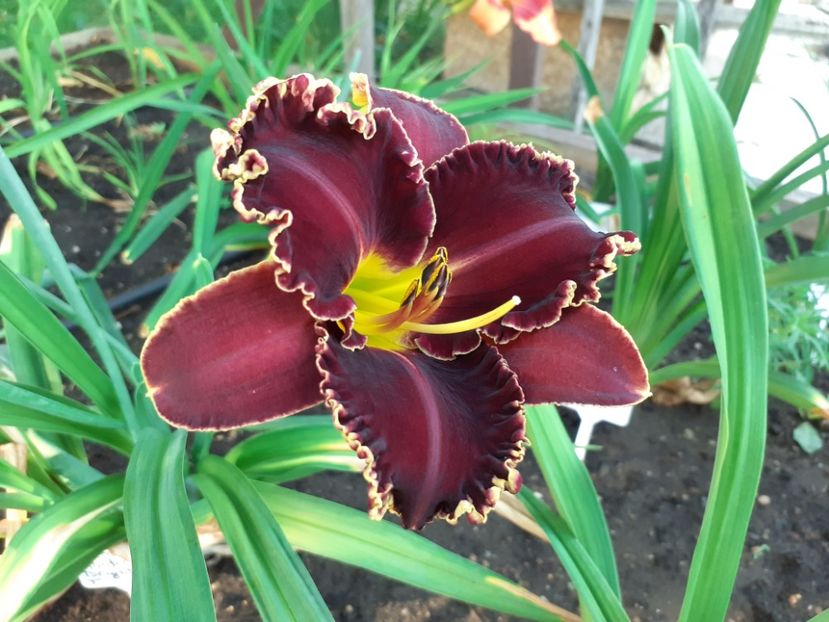  - Victorian Garden Star Bright