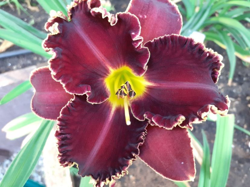  - Victorian Garden Star Bright