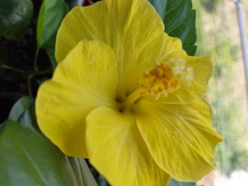  - Hibiscus 2015-2024