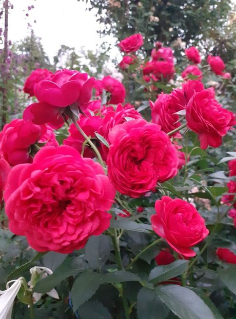  - Out of rosenheim floribunda Kordes!