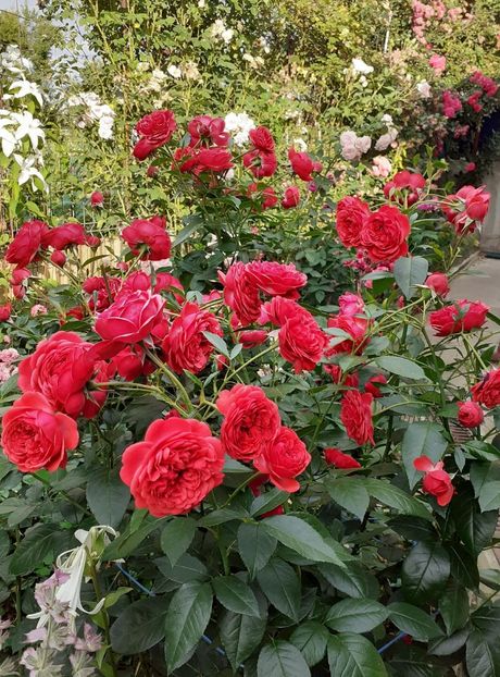  - Out of rosenheim floribunda Kordes!