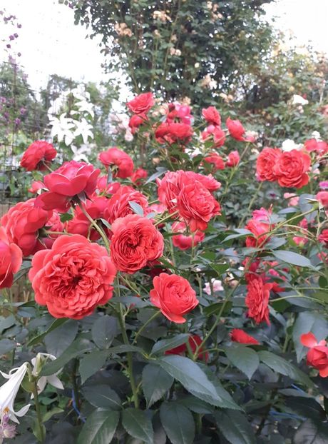 - Out of rosenheim floribunda Kordes!